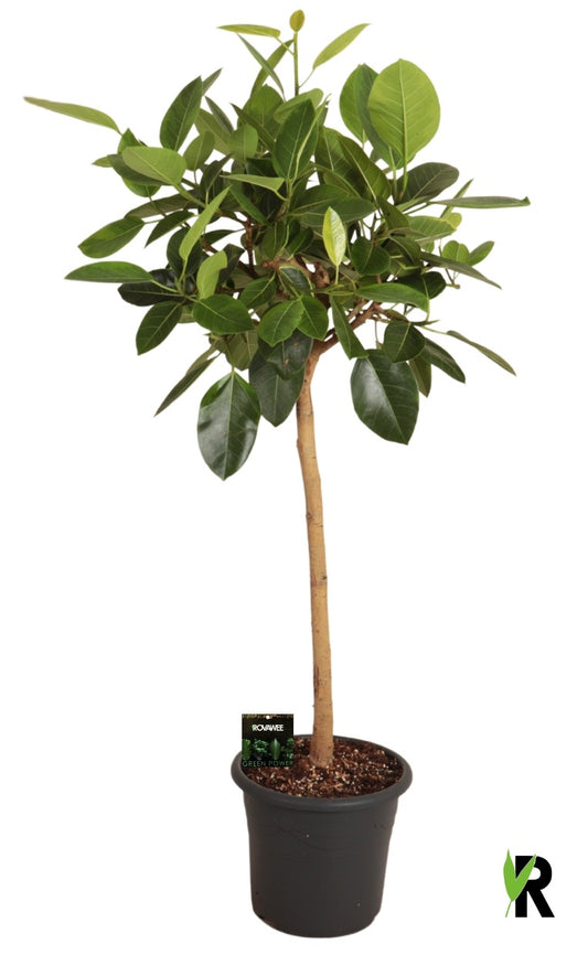 Ficus benghalensis 150cm 32cm Pot
