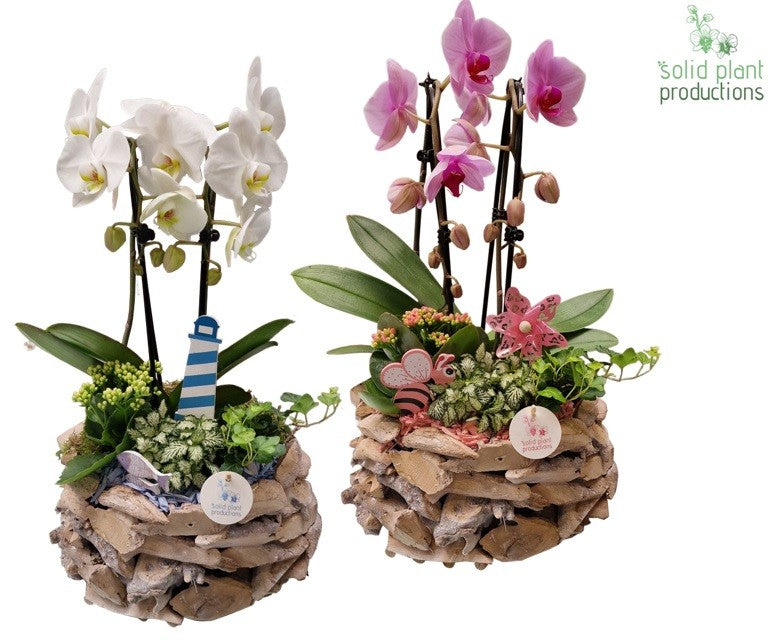PH008 Driftwood White Washed Summer Mix 50cm 31cm Pot