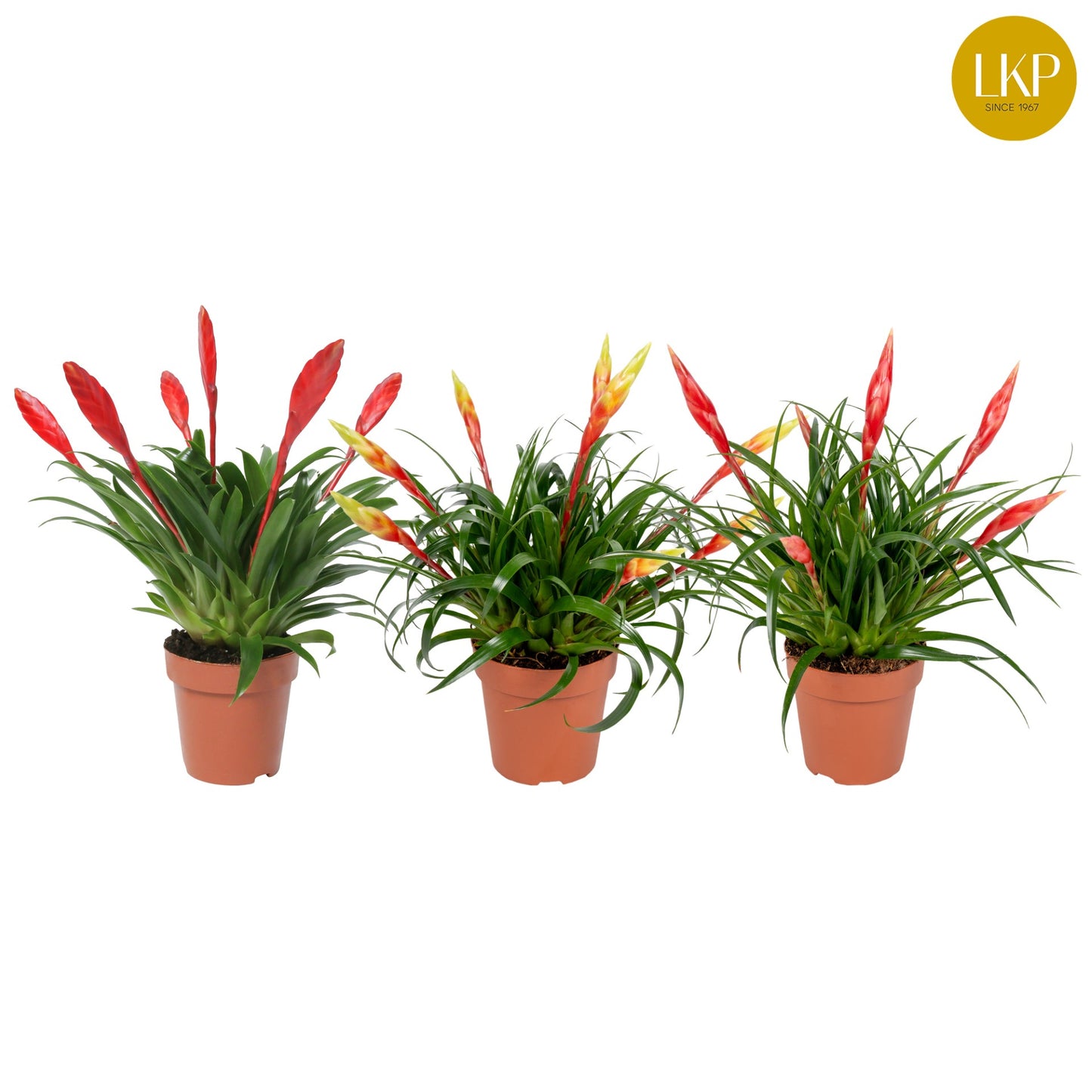 LKP plants Vriesea Multiflora mix Pack of 10