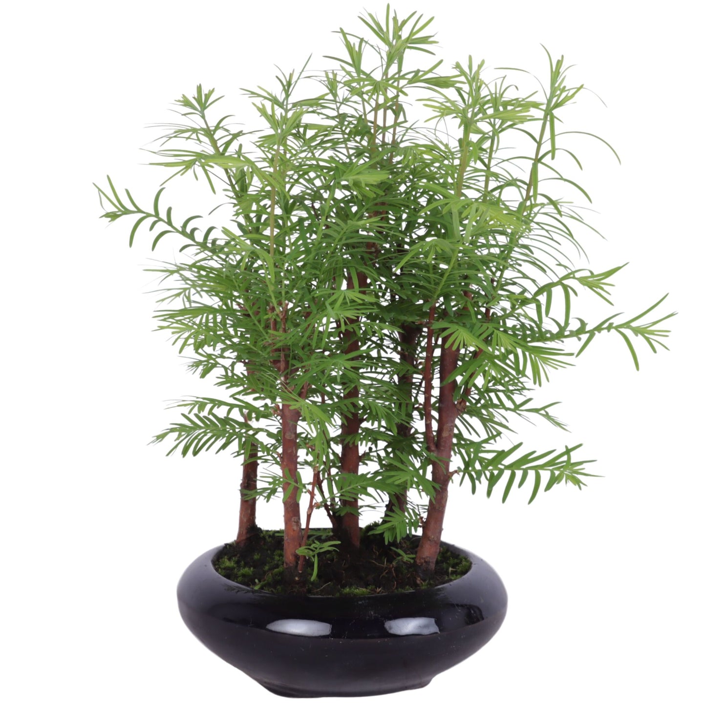 Bonsai Metasequoia Forest 35cm 16cm Pot