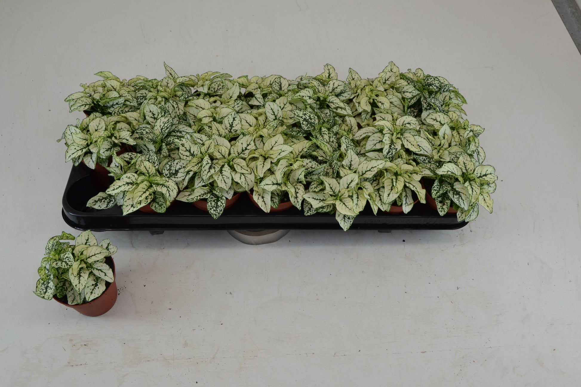 Hypoestes white 10cm 8.5cm Pot