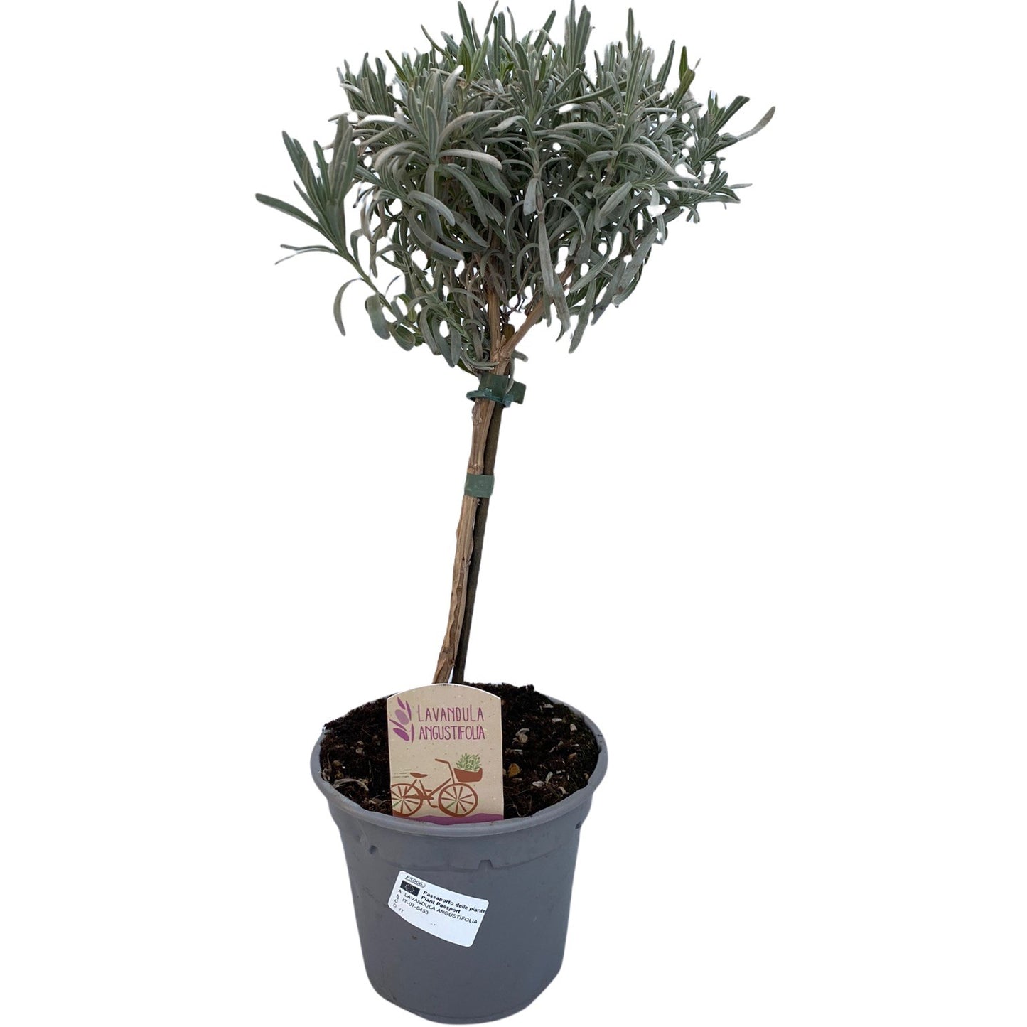 lavandula-angustifolia-45cm-14cm-pot