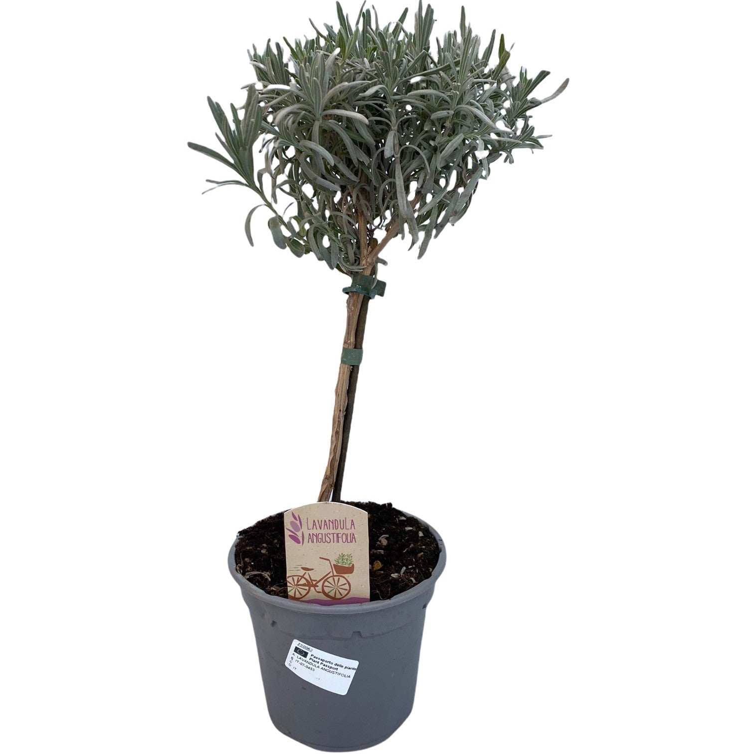 lavandula-angustifolia-45cm-14cm-pot