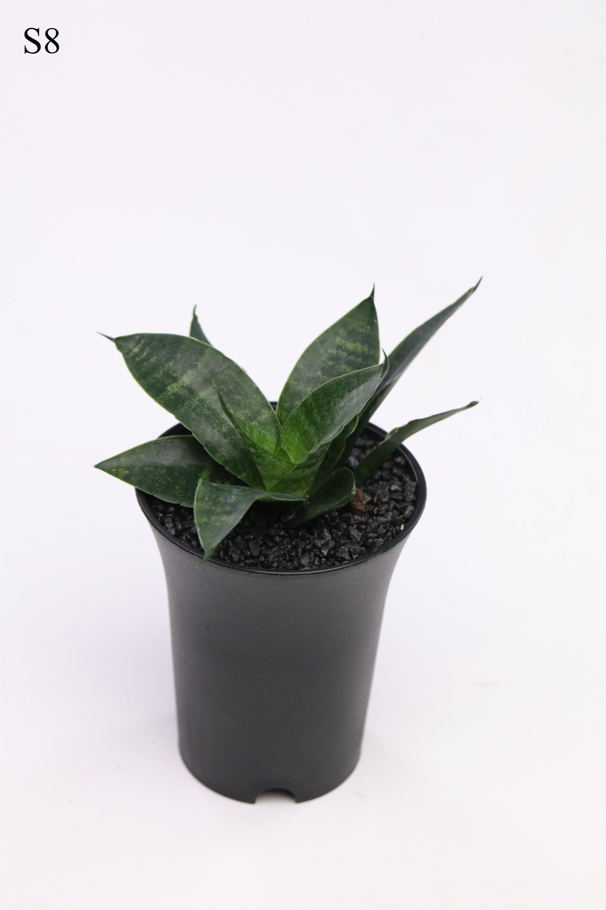 Sansevieria Cosmet Queen Marbel 15cm 7.5cm Pot