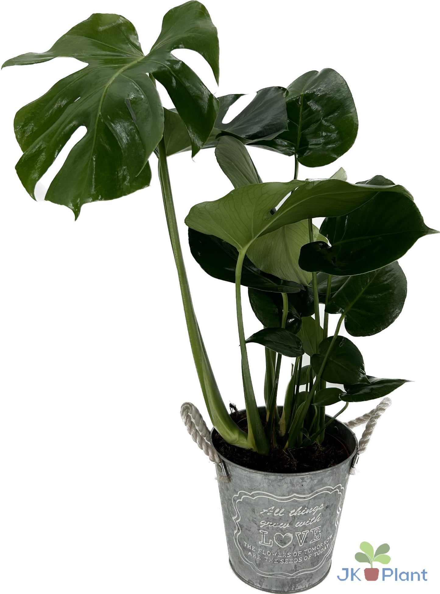 Monstera deliciosa 55cm 19cm Pot
