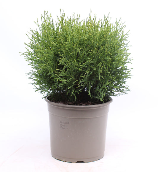 Thuja occidentalis Tiny Tim 40cm 23cm Pot