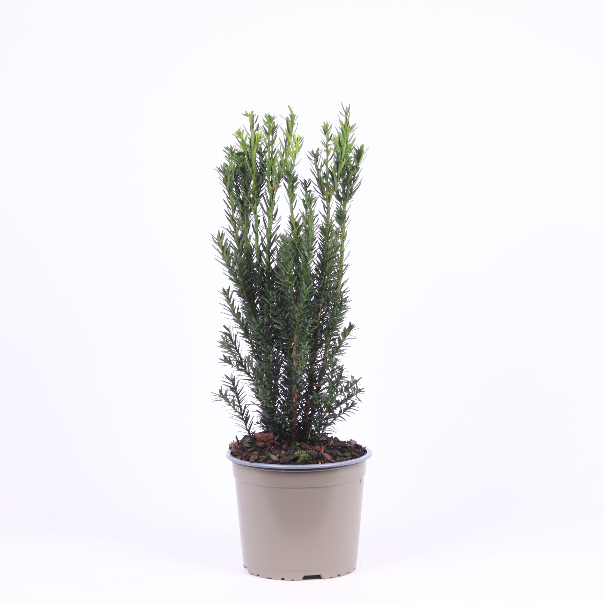 Taxus media Hillii 30cm 17cm Pot