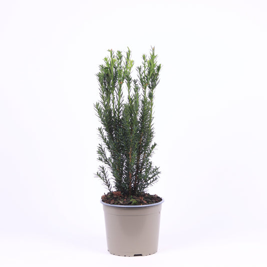 Taxus media Hillii 30cm 17cm Pot