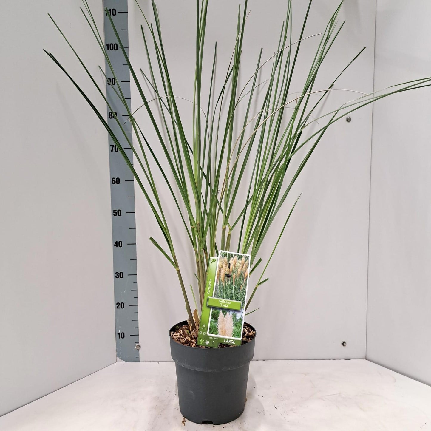 Cortaderia selloana 100cm 23cm Pot