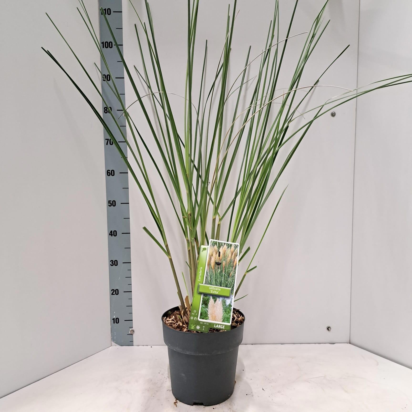 Cortaderia selloana 100cm 23cm Pot