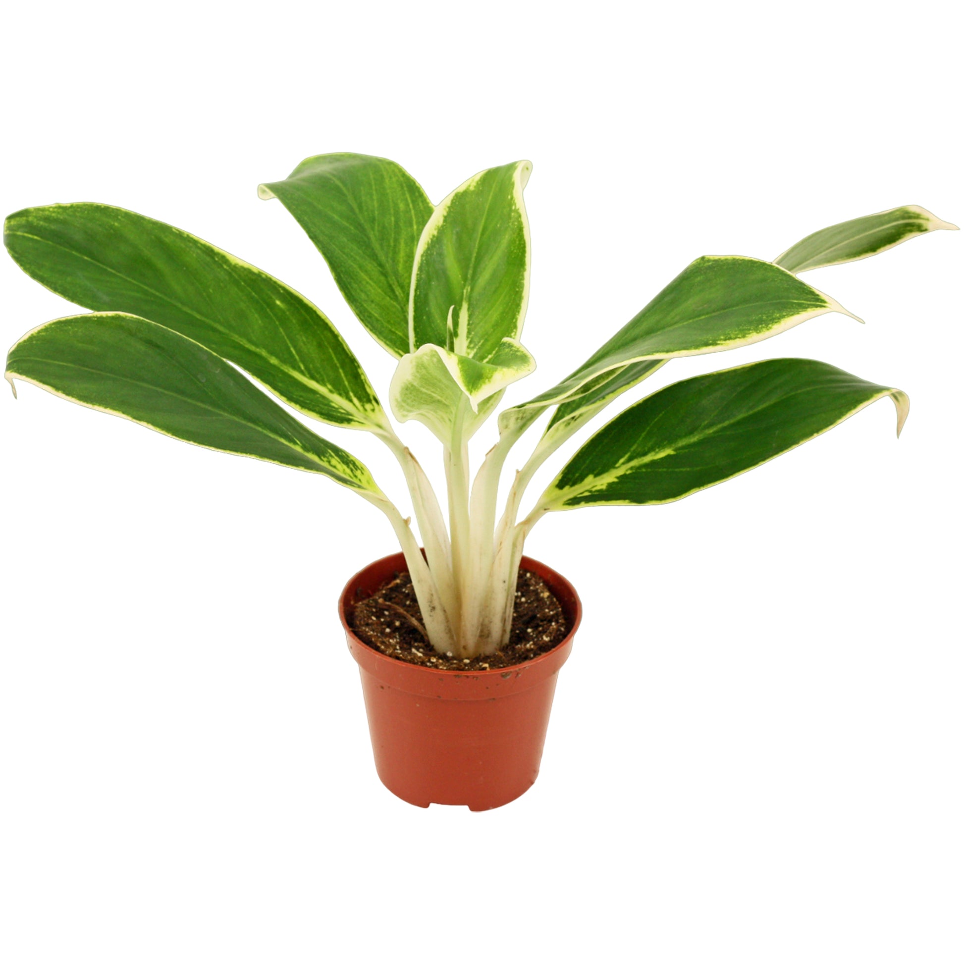 Aglaonema White Lime 25cm 9cm Pot