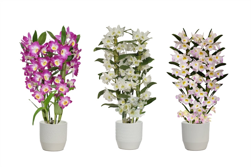 Dendrobium nob. Star Class 50cm 12cm Pot