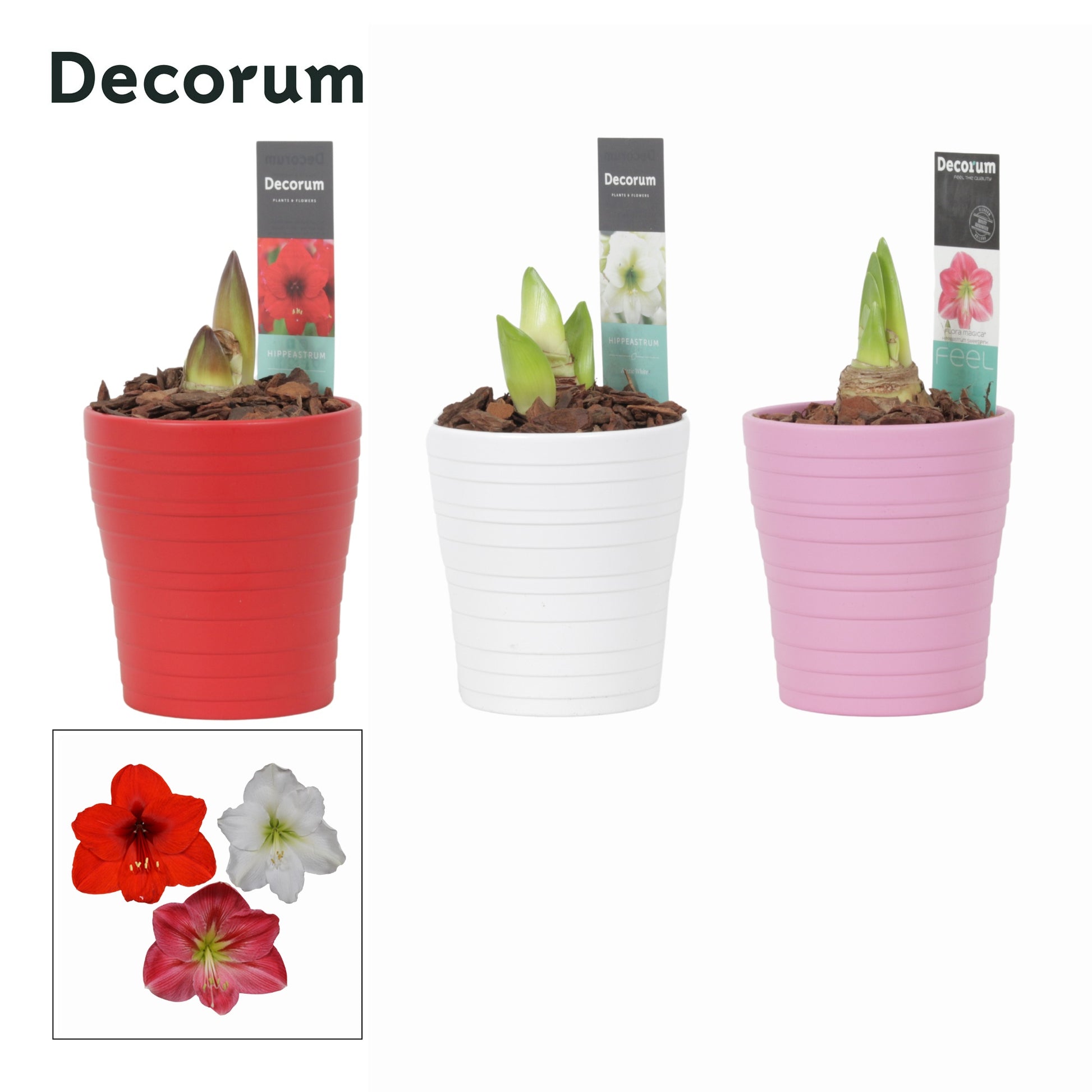 Hippeastrum mix 25cm 12cm Pot