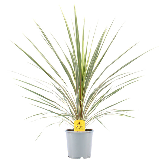 Cordyline australis Variegata 100cm 21cm Pot