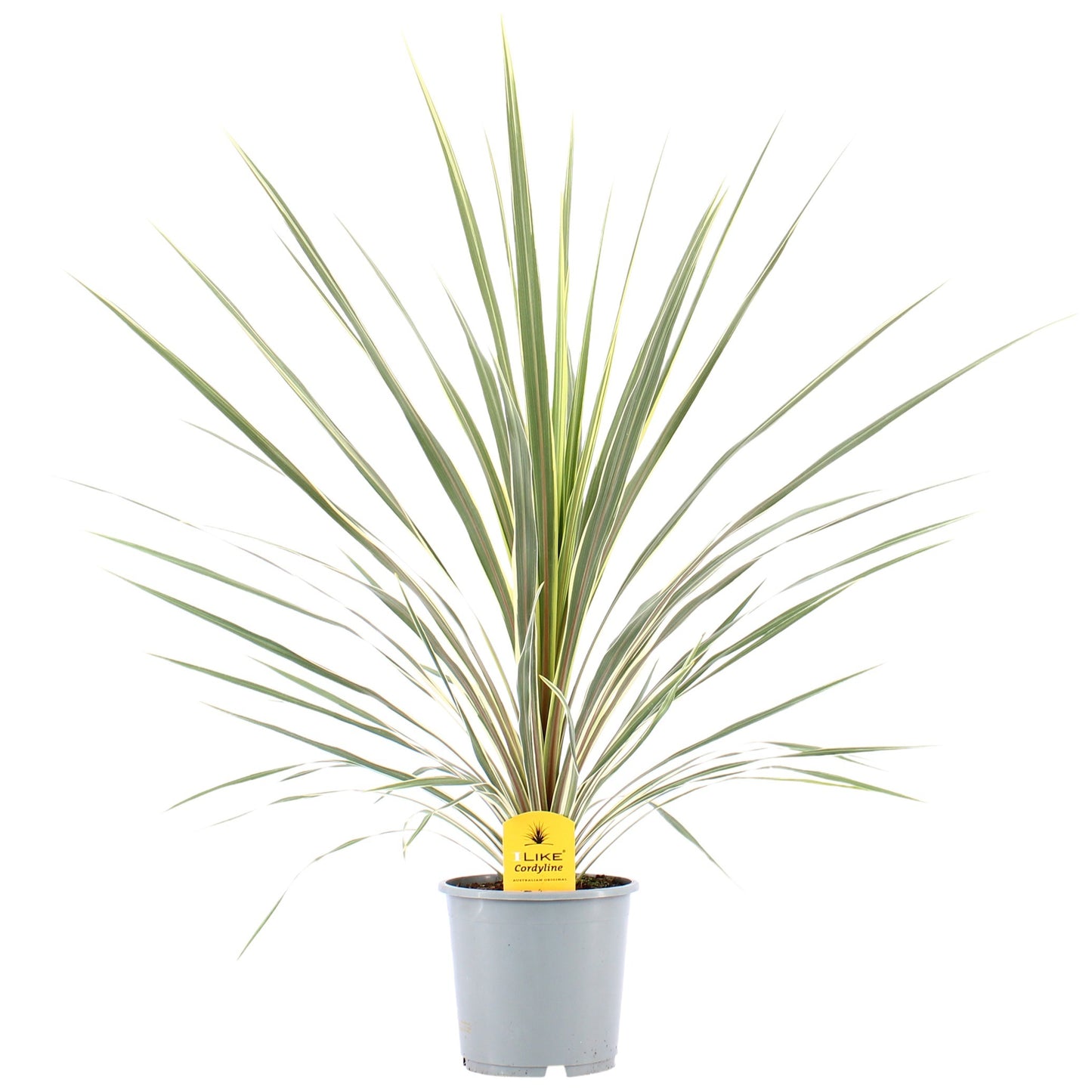 Levoplant BV Cordyline australis Variegata Pack of 1