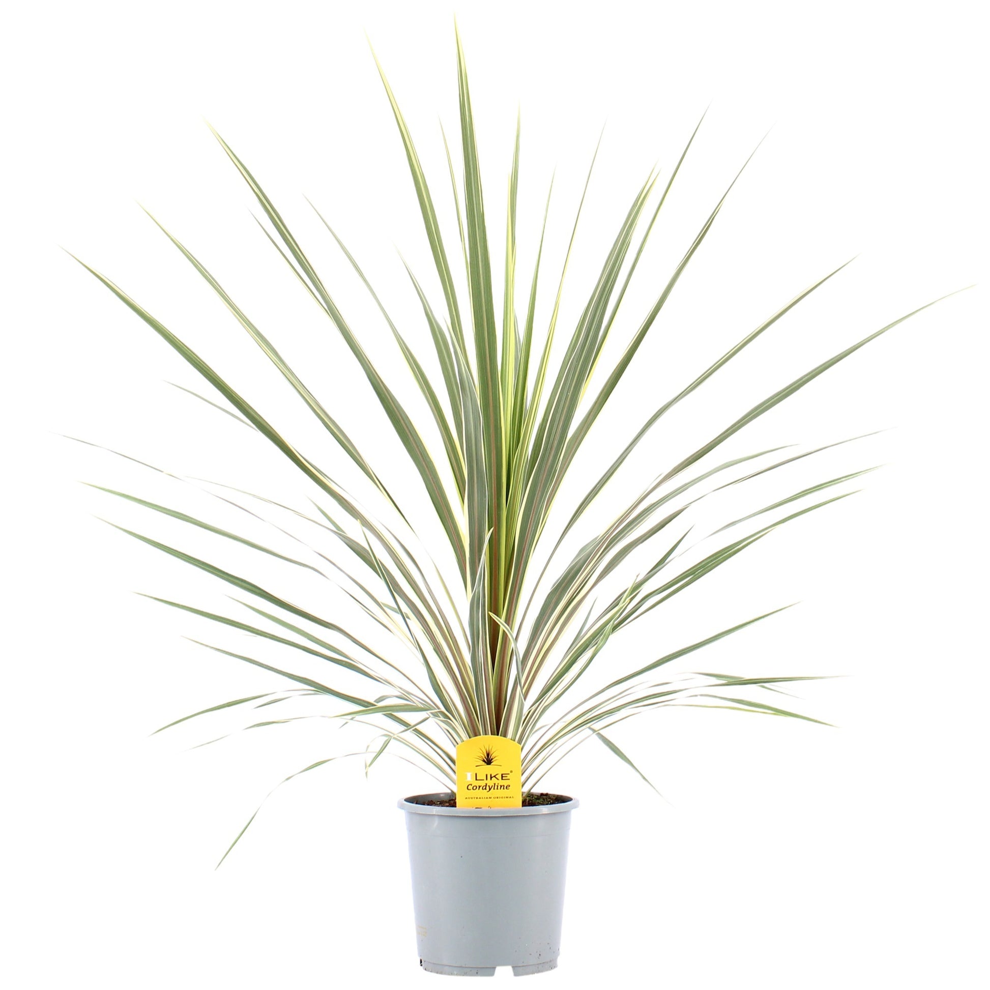 Levoplant BV Cordyline australis Variegata Pack of 1