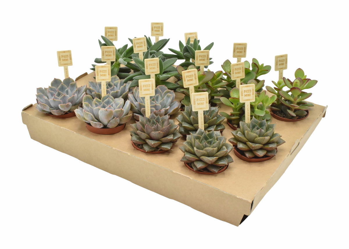 Succulent mix 8cm 6cm Pot