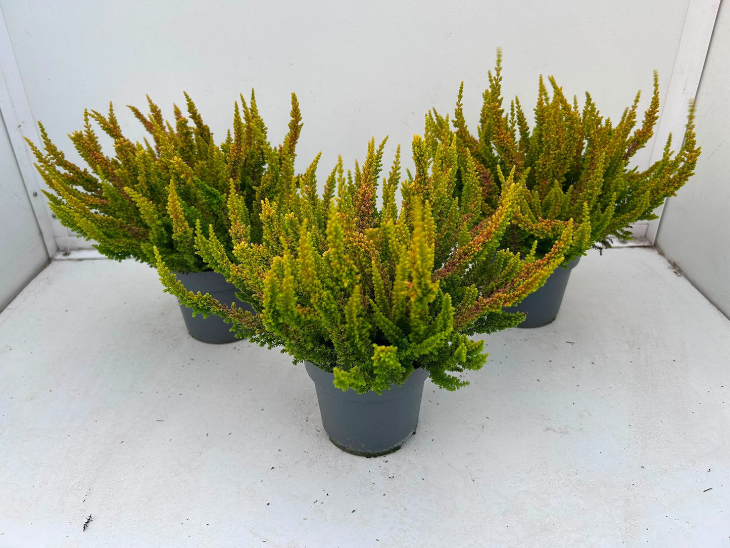 Gartenbau Janshen Gbr Calluna Skyline San Diego Pack of 10