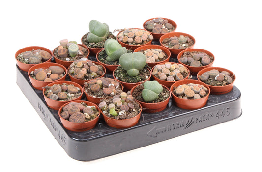 Lithops species mix 8cm 5.5cm Pot