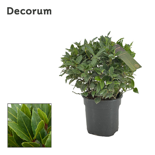 Laurus nobilis 40cm 20cm Pot