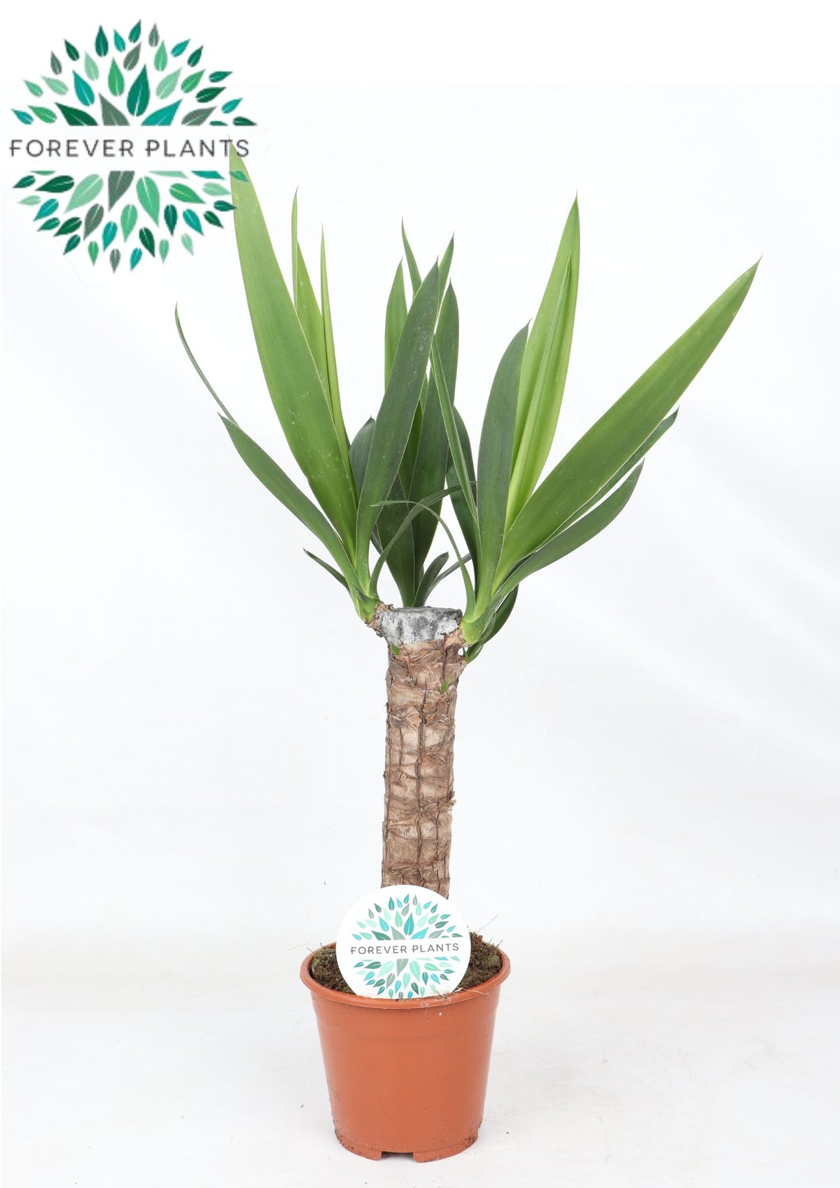 Yucca elephantipes 60cm 14cm Pot