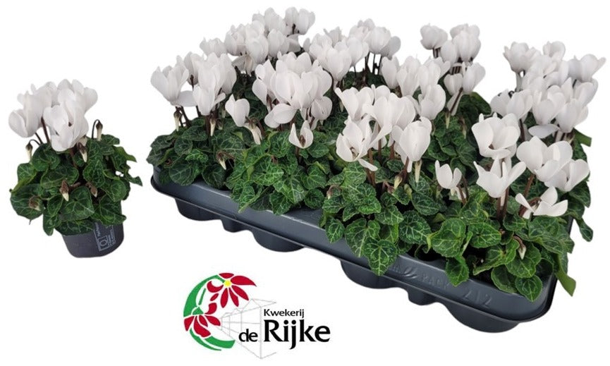 Rijke, Kwekerij de Cyclamen Verano white Pack of 12