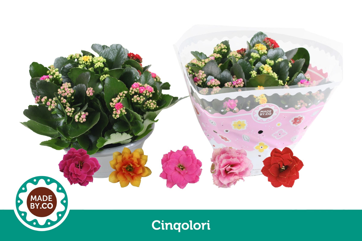 Kalanchoe carnaval 27cm 23cm Pot