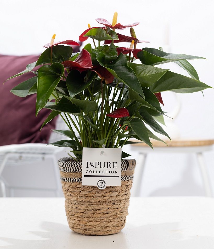Anthurium andraeanum 45cm 12cm Pot