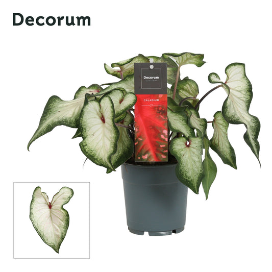 Caladium 'White Wonder' 25cm 12cm Pot