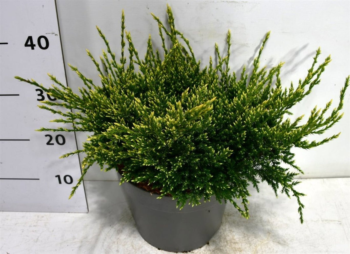 Juniperus Holger 35cm 26cm Pot