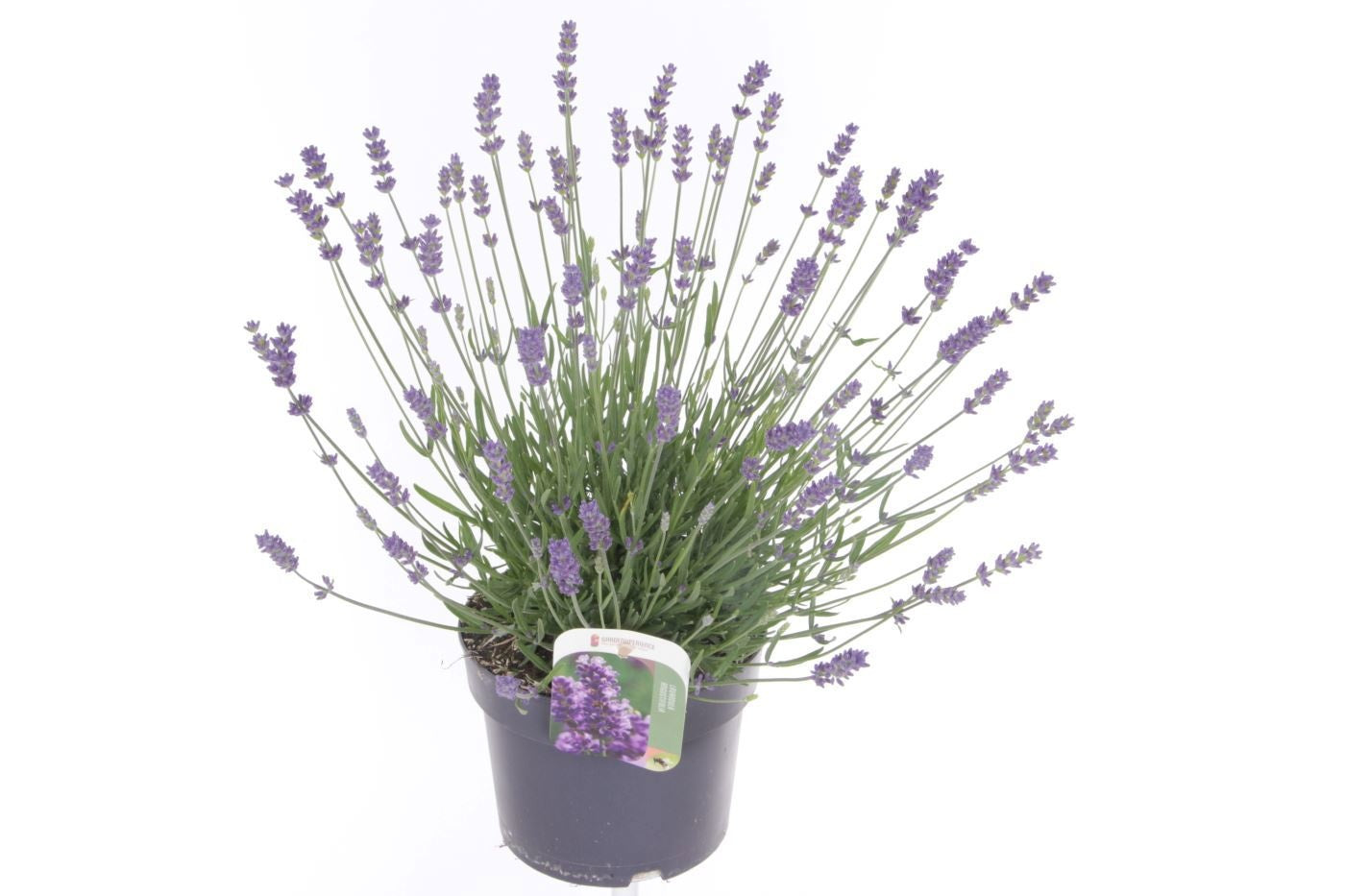 Lavender Essence Purple 45cm 17cm Pot