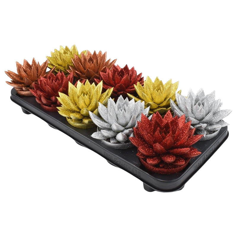 Echeveria colored mix 13cm 10.5cm Pot