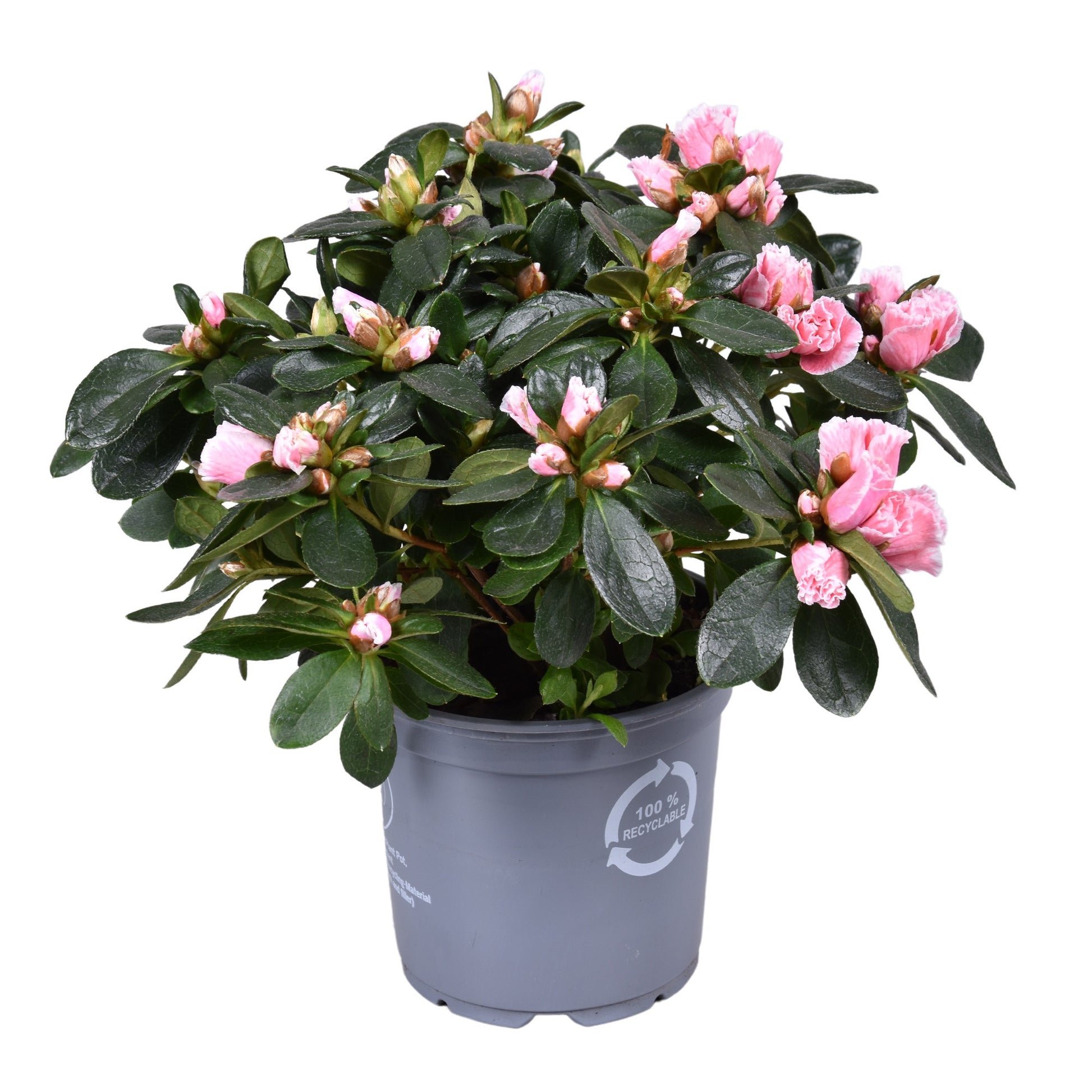 Meerrust Vof Rhododendron simsii Inga Pack of 8