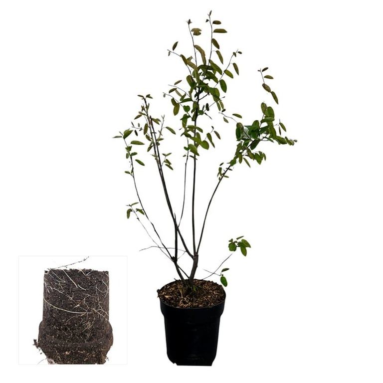 Amelanchier lamarckii 100cm 21cm Pot