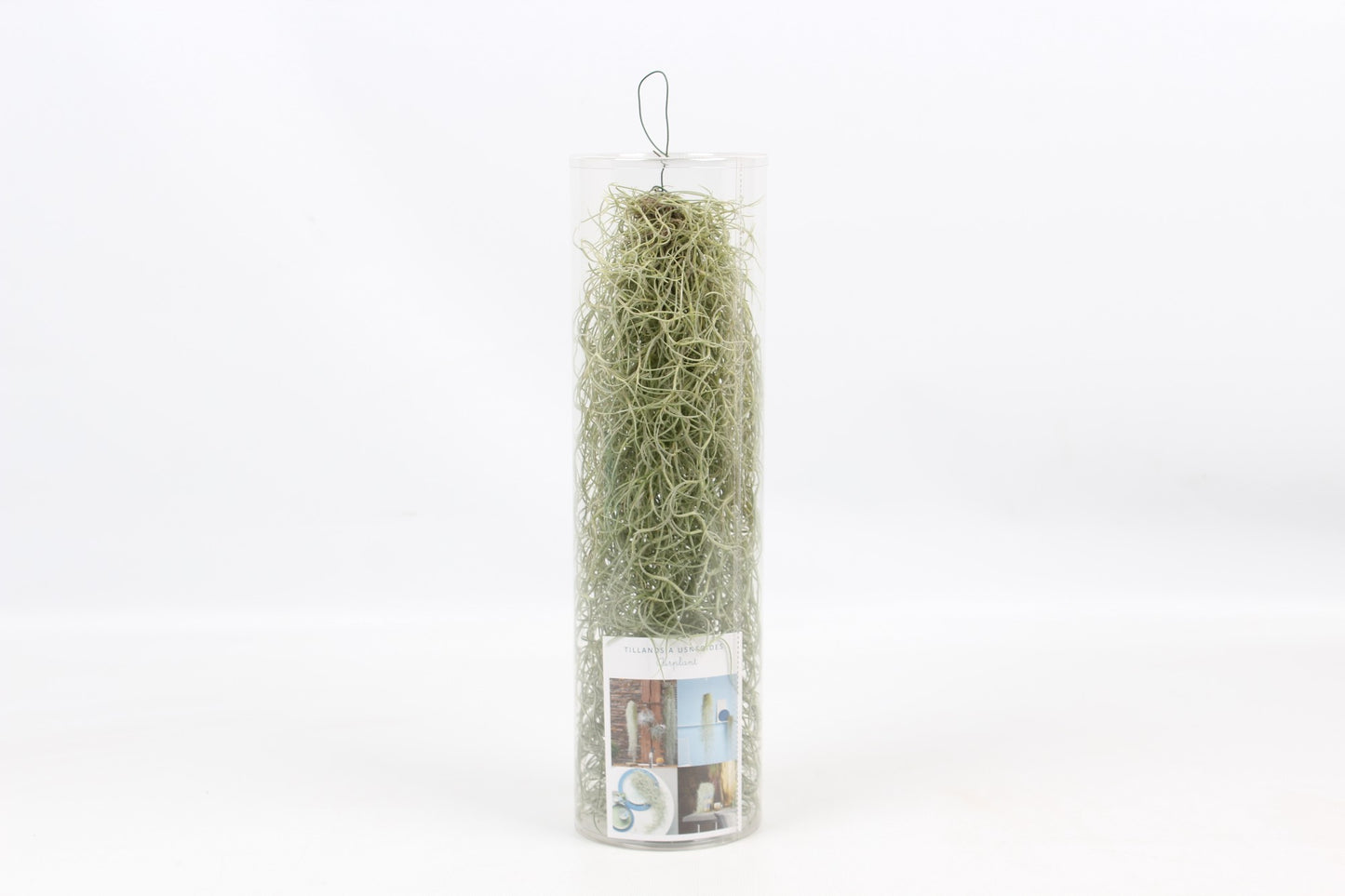 Tillandsia usneoides 999cm Pot