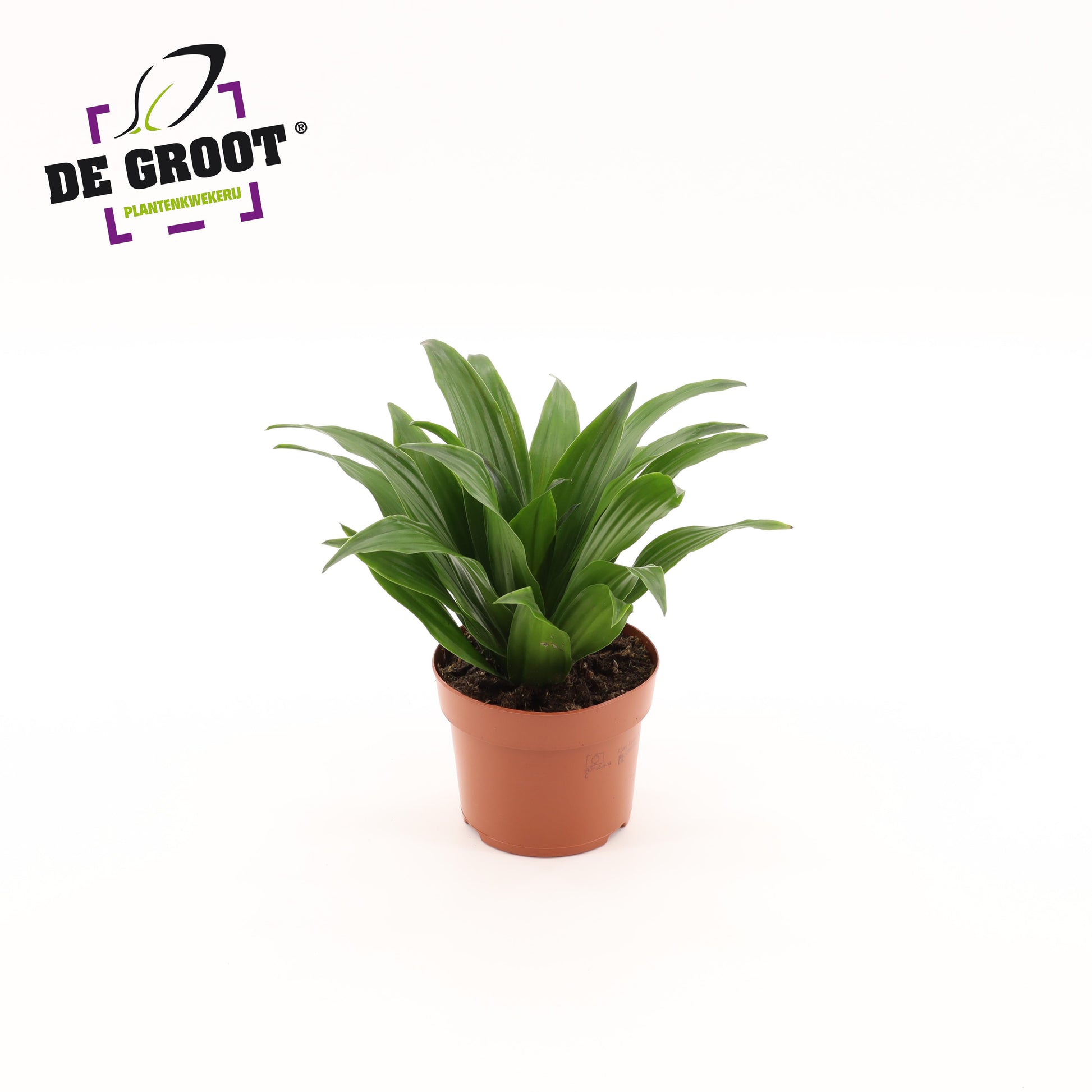Groot BV, Kwekery J. de Dracaena fragrans Compacta Pack of 10