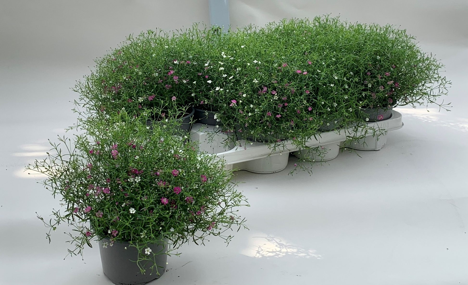 Gypsophila muralis Gypsy duo 20cm 13cm Pot