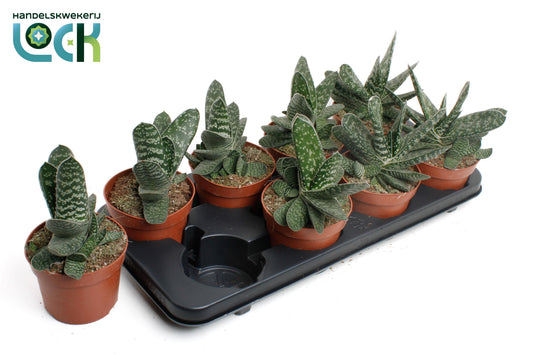Gasteria Amour 15cm 12cm Pot