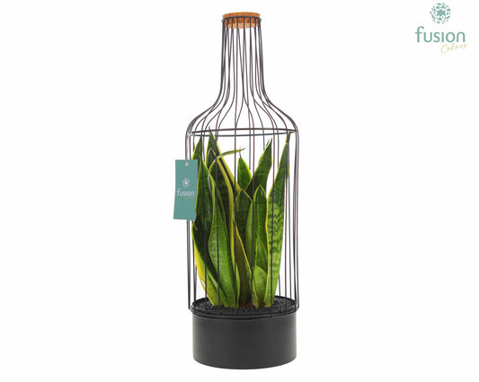Metaal fles zwart Large met Sansevieria 55cm 17cm Pot
