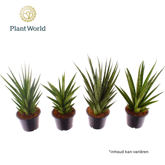Sansevieria mix 30cm 14cm Pot