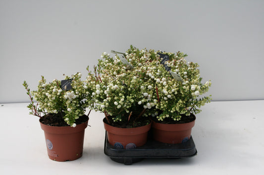 Gaultheria mucr. white 25cm 14cm Pot