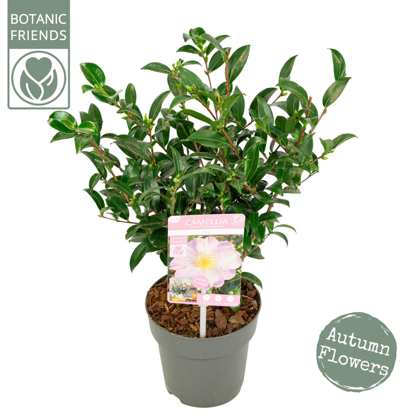 Camellia sasanqua 50cm 15cm Pot