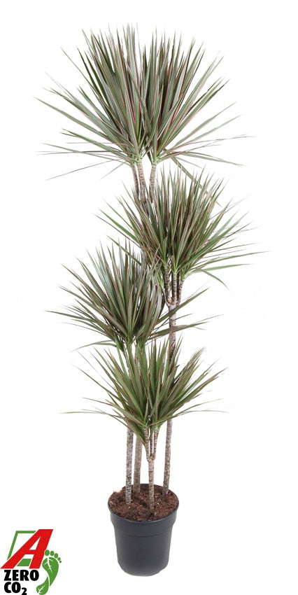 dracaena-bicolor-180cm-27cm-pot
