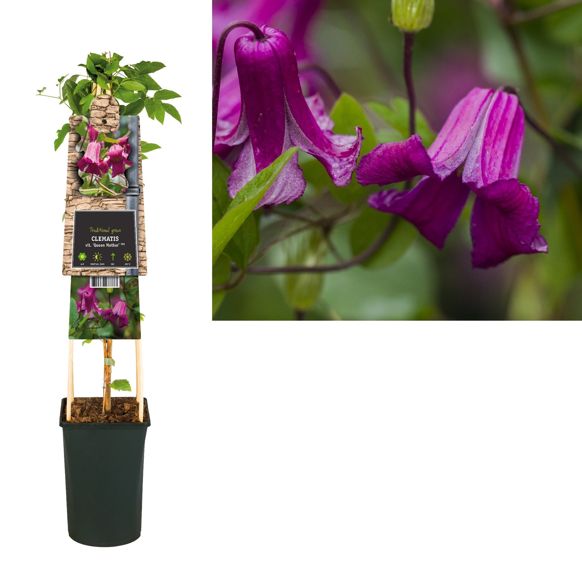 Clematis Queen Mother 75cm 17cm Pot