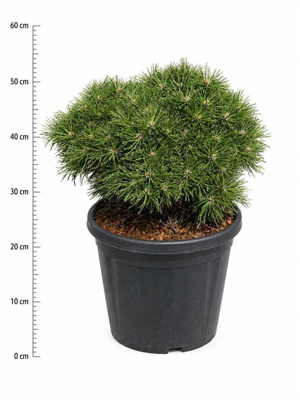 Pinus hybrid 55cm 32cm Pot