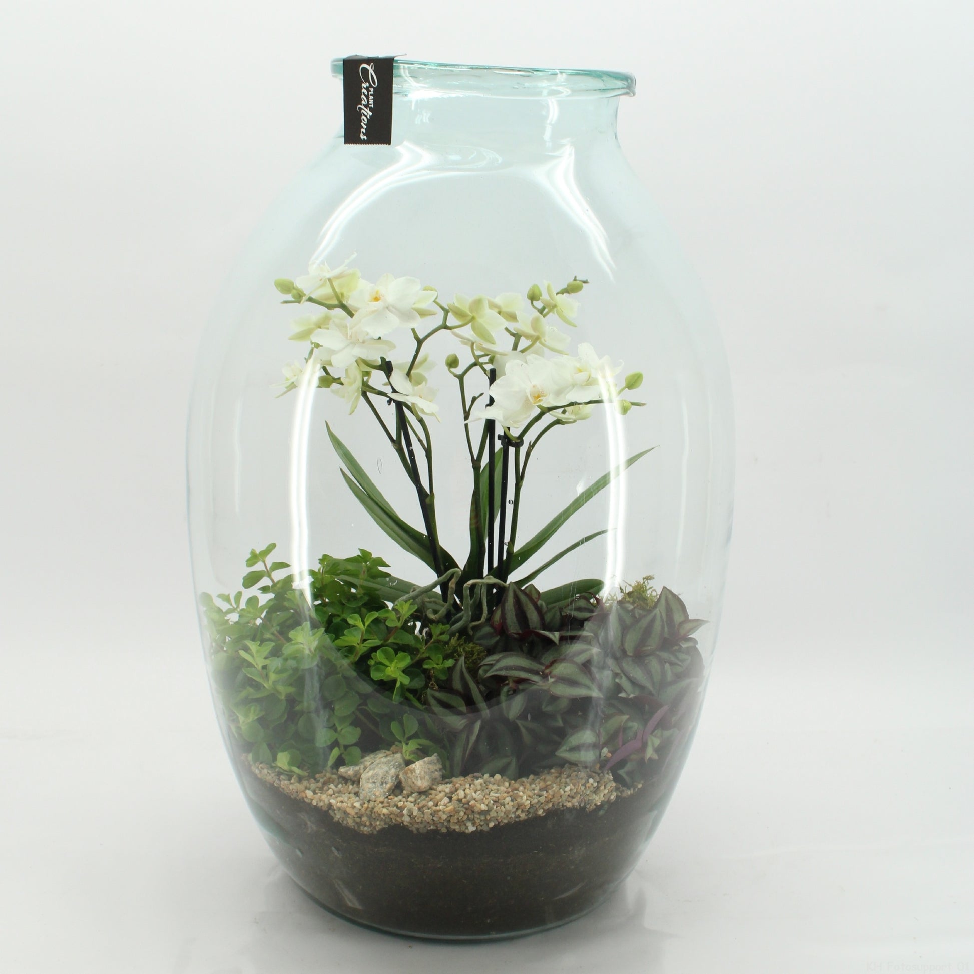 PHAL-2614W Phalaenopsis creatie terrarium 55cm 36cm Pot