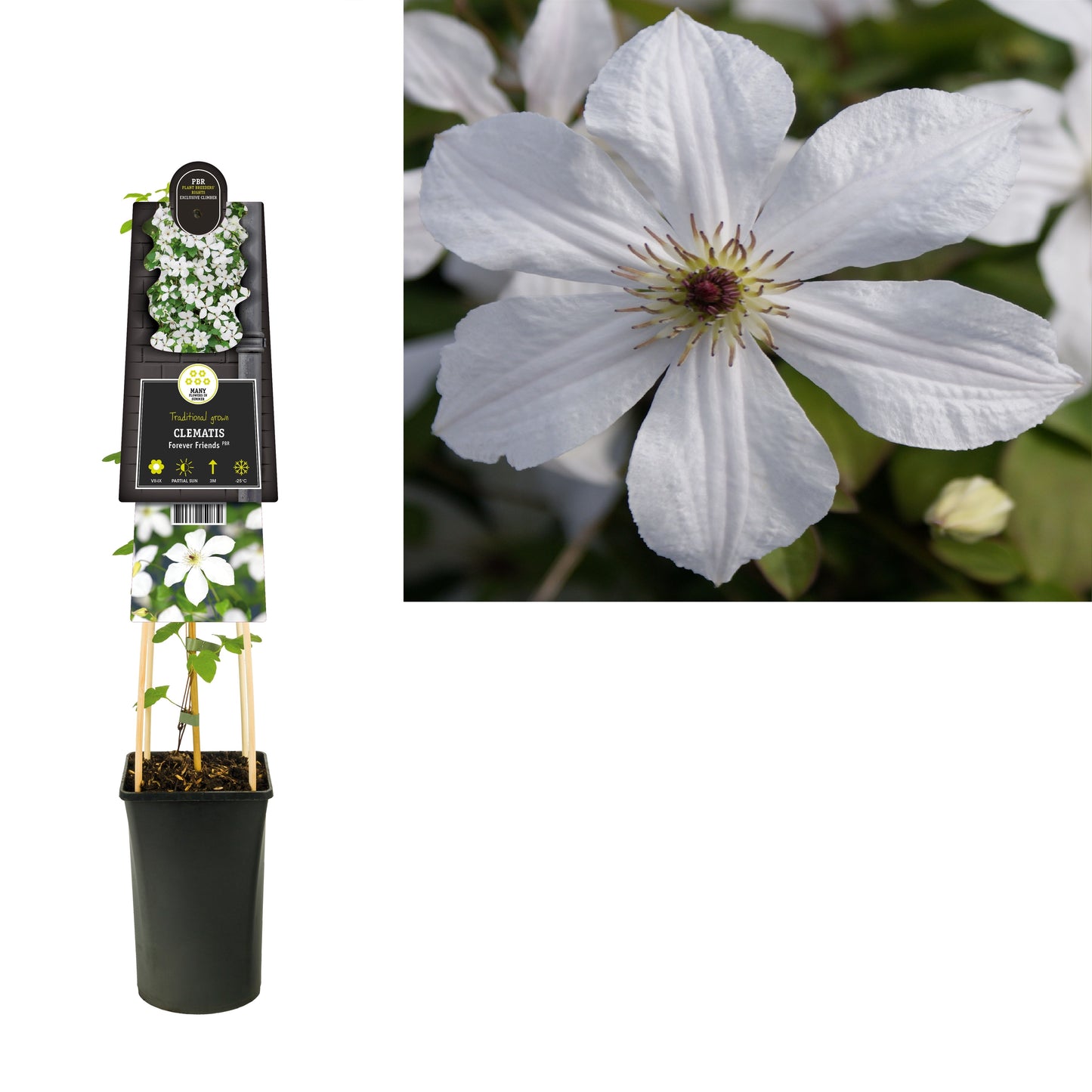 Clematis Forever Friends 75cm 17cm Pot
