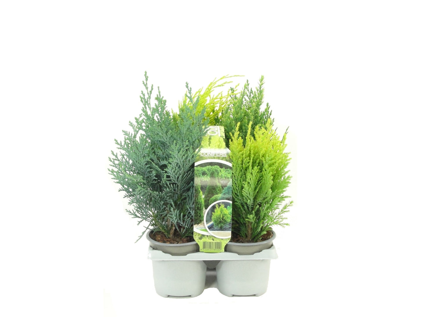 Conifer mix 20cm 9cm Pot