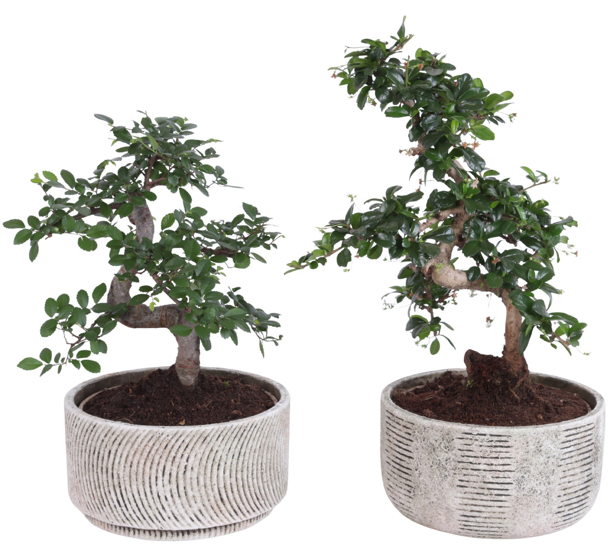 Bonsai mix 45cm 22cm Pot