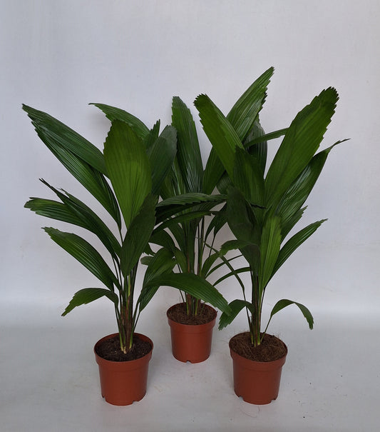 Licuala grandis 48cm 12cm Pot